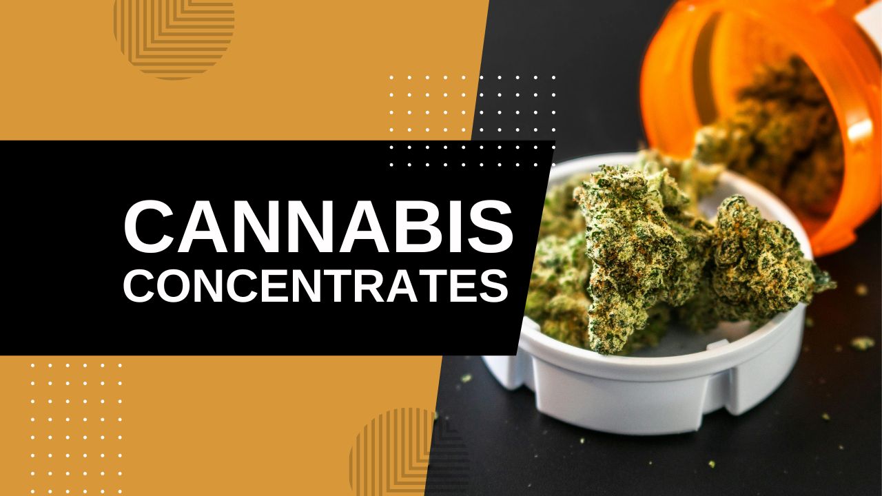 Cannabis Concentrates: What Really Happens When You Use Them?