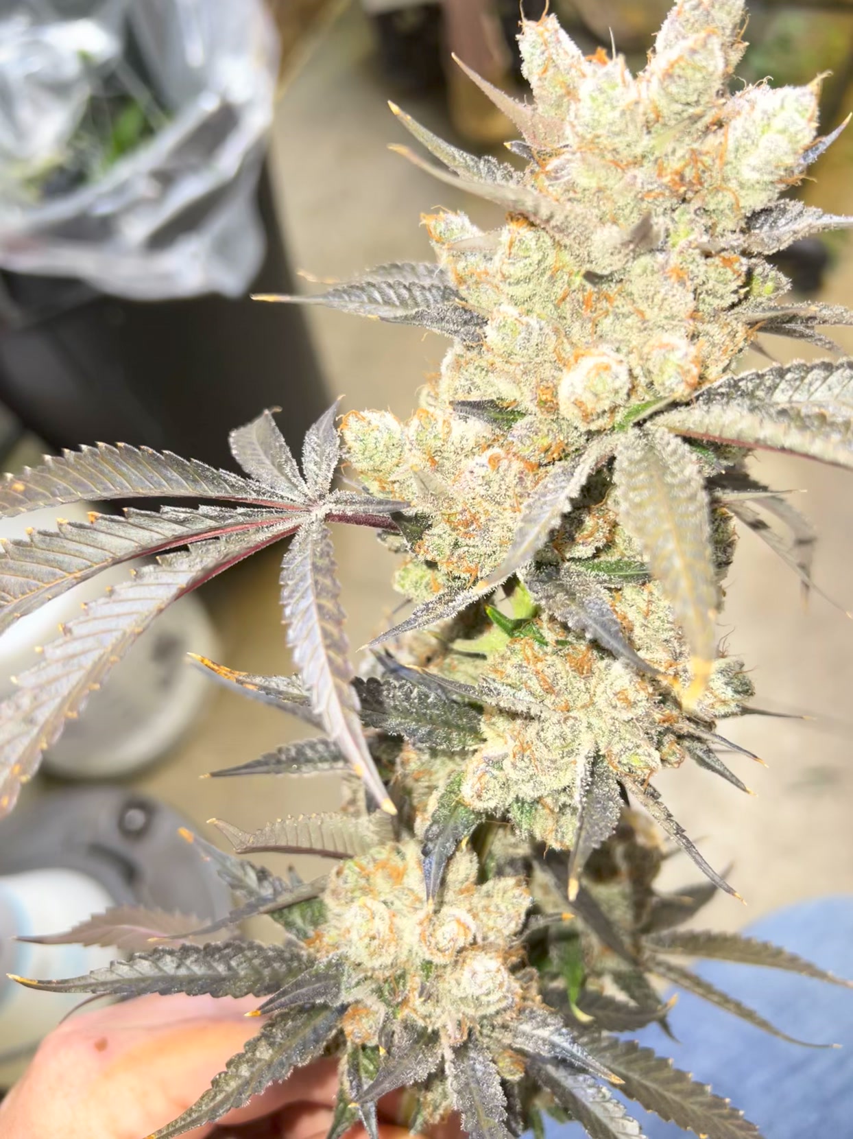 Masterfully Crafted Flowers 💯