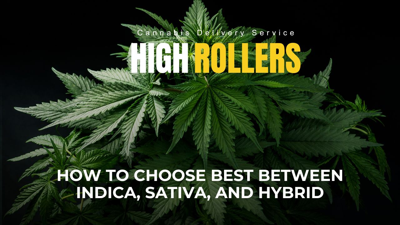 Not All Highs Are Equal: How to Choose best Between Indica, Sativa, and Hybrid